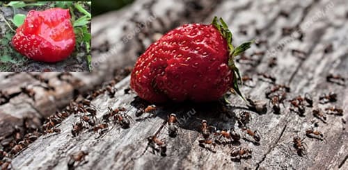 Кто ест клубнику на грядке: 8 вредителей, портящих наши ягоды